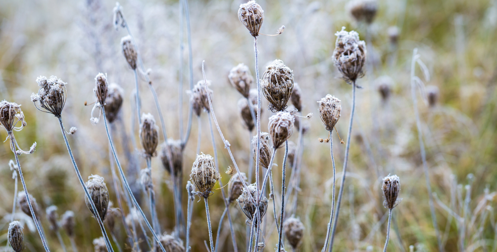 Billedet viser visne blomster der er dækket af rimfrost